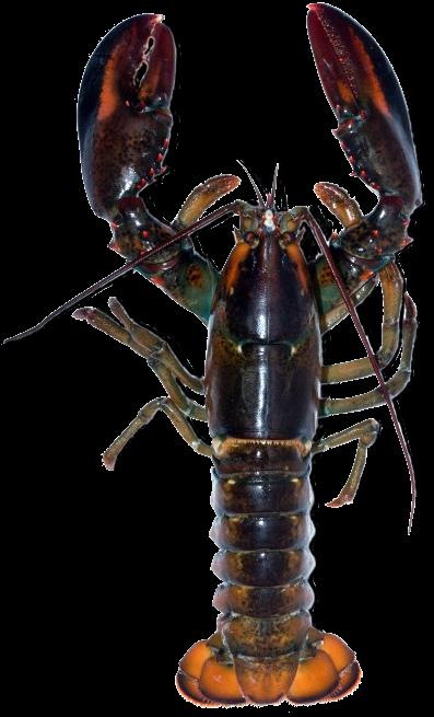 MALACOSTRACA RAKI pochodzenie Decapoda zanikłe szczypce zaczątkowe szczypce
