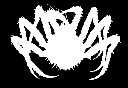 MALACOSTRACA PUSTELNIKI pochodzenie Anomura pustelnik Pagurus krab