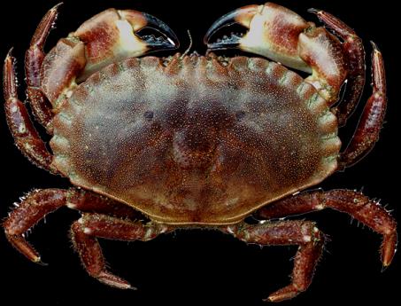 MALACOSTRACA KRABY prawdziwe Brachyura chromatofory asymetria szczypców pływający Portunus