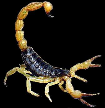 CHELICERATA SKORPIONY z wodnych eurypteridów Scorpionida kolec odwłokowy eurypterid