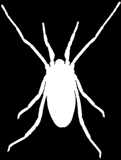 członowana stopa CHELICERATA KOSARZE specjalizacja odnóży Opilionida krótkonogi Trogulus