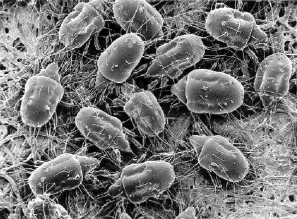 CHELICERATA ROZTOCZE skutki miniaturyzacji Acarida świerzbowiec Sarcoptes reliktowy Opilioacarus chelicerae pierwotnie chwytne używane do rozdrabniania pokarmu głowotułów