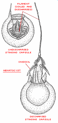 komórki