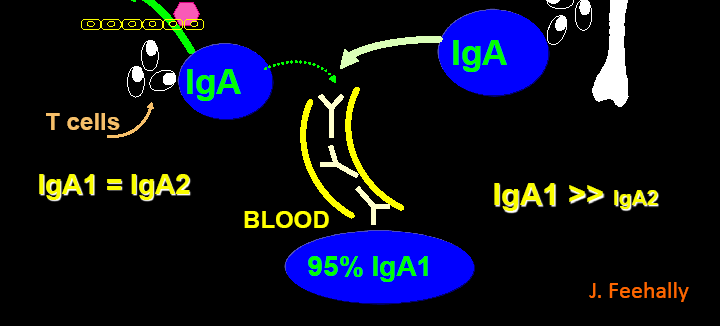 IgA układ immunologiczny mucosa-bone marrow axis I giga1 A 1 Śledziona Obwodowy układ Limfatyczny Migdałki Śluzówka: