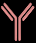 Blokada CTLA4 Ipilimumab, tremelimumab Aktywacja kom T Hamowanie kom T T cell CTLA-4 T cell T cell TCR CD28 TCR CD28 CTLA-4 TCR CTLA-4 MHC B7