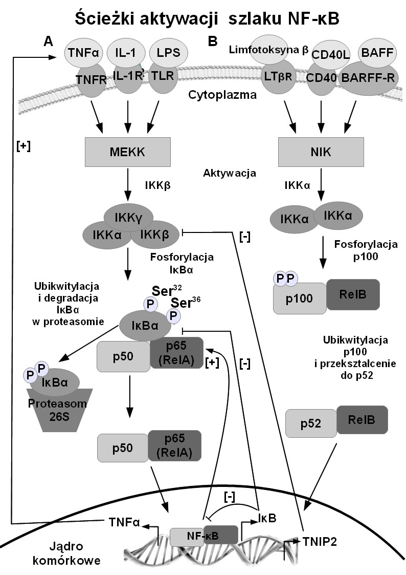 564 E. WIŚNIK, M. KOTER-MICHALAK RYCINA 2. (A) Klasyczna i (B) alternatywna droga aktywacji szlaku NF-κB FIGURE 2.