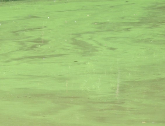 Tak wygląda zakwit sinicowy w wodzie Tak wyglądają sinice pod mikroskopem Microcystis aeruginosa Aphanizomenon flos-aquae Specyficzną własnością sinic jest zdolność do produkcji toksyn.