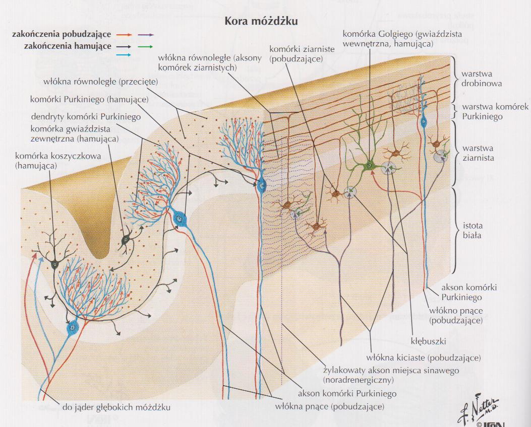 Warstwy kory móżdżku: drobinowa (stratum moleculare) kom. gwiaździste i koszyczkowate kom.