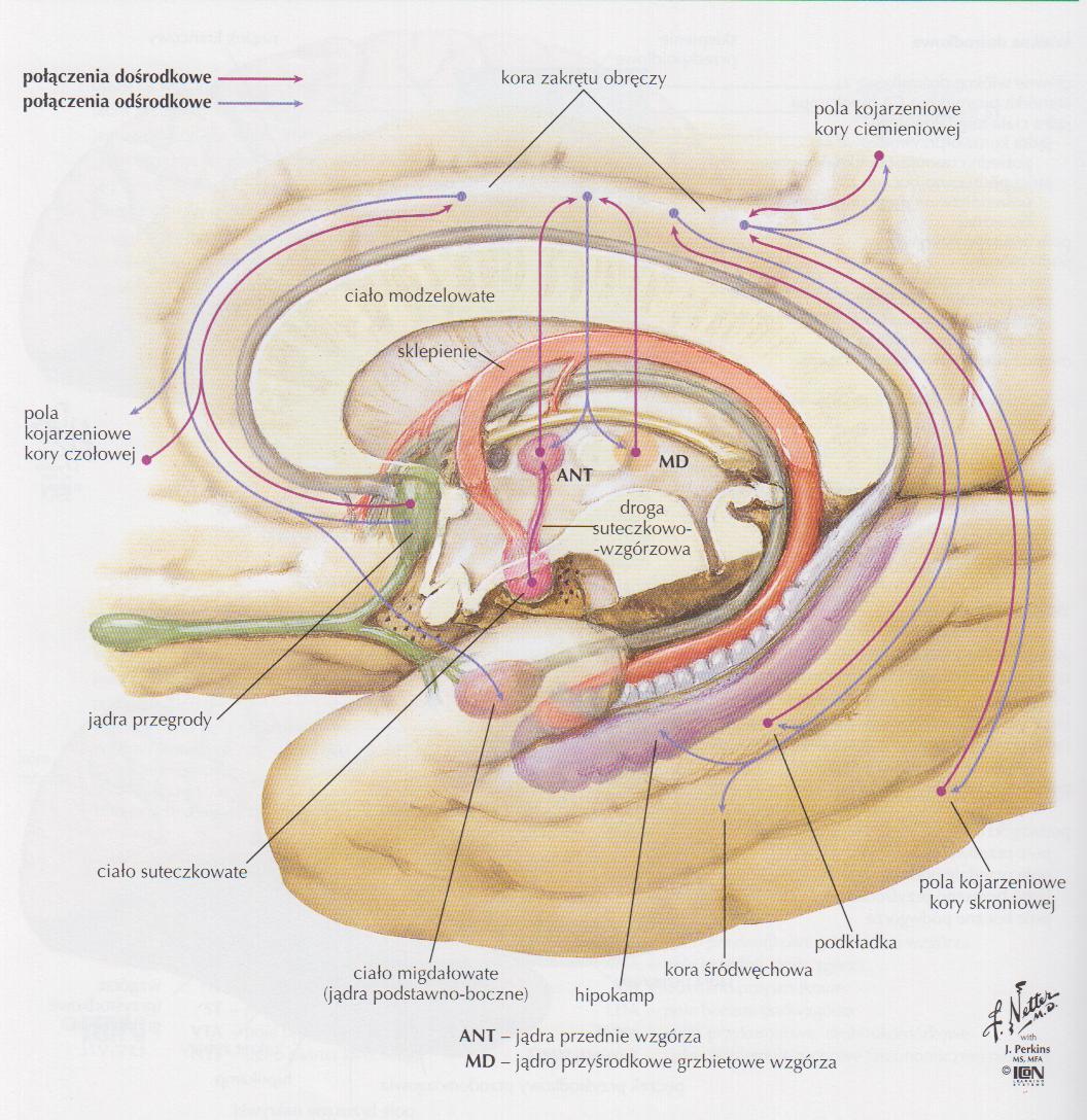 Ryc. 296.