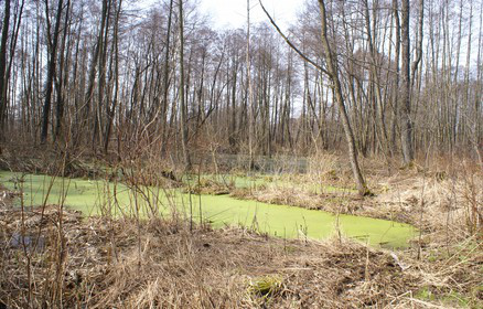 Wariant II wpływ na faunę Wariant IIB kolizje z formami ochrony przyrody Kolizja z dwoma siedliskami herpetofauny - w rejonie Olszynki w Łomiankach oraz na skraju Kampinoskiego Parku Narodowego w