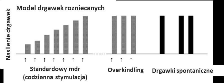 Zwierzęce modele padaczki Epilepsja płata skroniowego (ang.