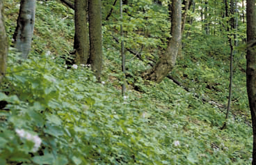 Jaworzyny i lasy klonowo-lipowe na stromych stokach i zboczach Drzewa i krzewy: jawor Acer pseudoplatanus, buk pospolity Fagus sylvatica.