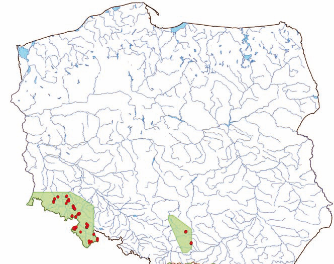 Monitoring siedlisk przyrodniczych miodunka ma Pulmonaria obscura (lokalnie), rutewka orlikolistna Thalictrium aquilegifolium (lokalnie), kosmatka olbrzymia Luzula sylvatica, ciemi yca zielona