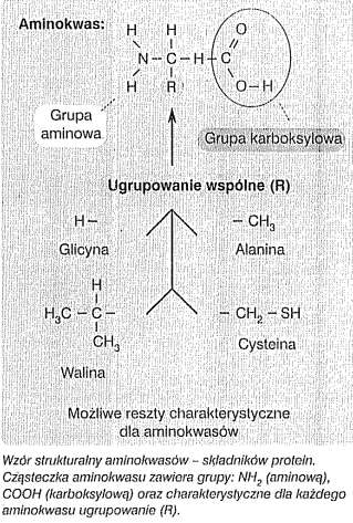 AMINOKWASY EGZOGENNE I ENDOGENNE Imke P., 2002.