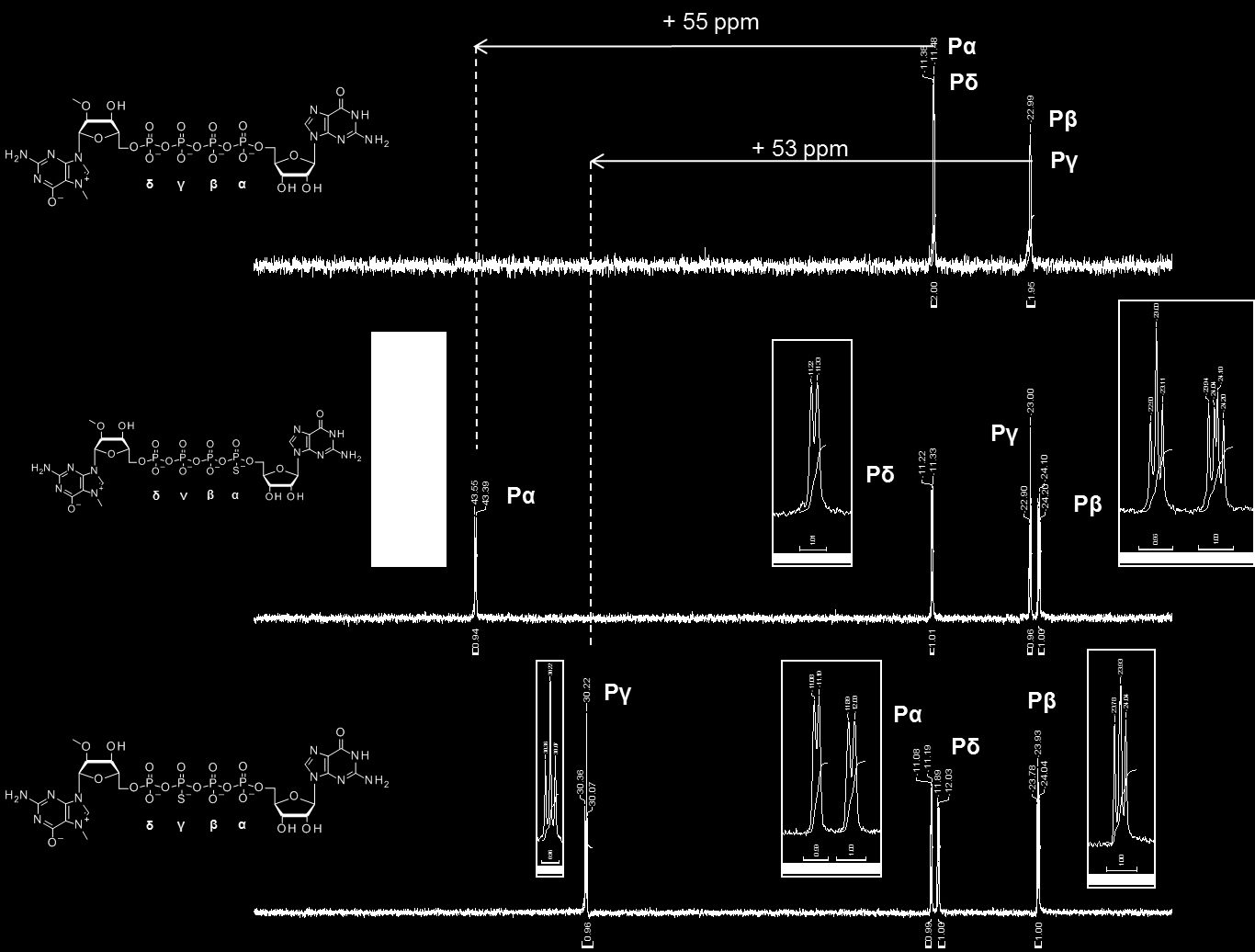 Rysunek 45. Wybrane widma 31 P NMR analogów kapu 4P-S-ARCA. Fragmenty widm 31 P NMR związków m 2 7,2 -O Gpppp S G D2 i m 2 7,2 -O Gpp S ppg D1D2 wraz z przypisaniem sygnałów. II.3.3 Badania powinowactwa do eif4e eif4e jest najrzadziej występującym czynnikiem inicjacji translacji występującym w komórce.