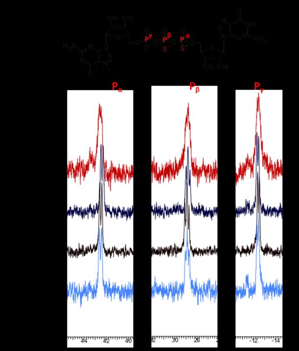 Różnice w przsunięciach chemicznych sygnałów na widmach 1 H NMR (A) i 31 P NMR (B) dla diastereoizomerów D1 D 4 na przykładzie bis(tiofosforanowego) analogu kapu m 7 Gpp S p S G. II.5.