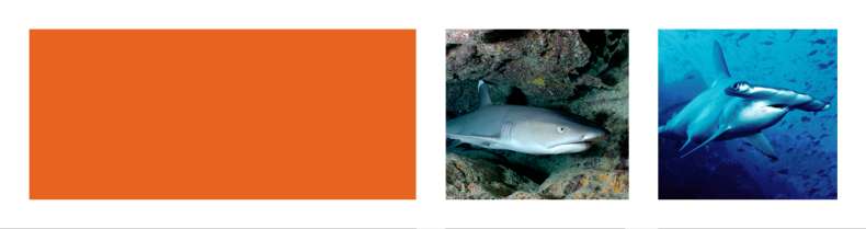 Do jednych z najbardziej znanych MIEJSC NURKOWYCH na COCOS ISLAND należą: Manuelta Outside Głębokość: 18-39 metrów Życie morskie: rekiny młoty, white i black tip reef sharks, orlenie, manty, yellow