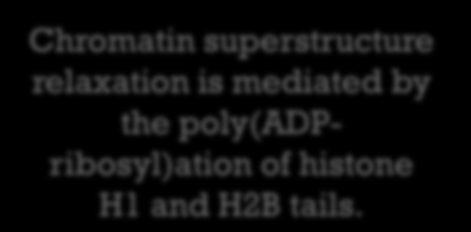 Poly(ADP-ribosyl)ation Chromatin superstructure relaxation is mediated by the poly(adpribosyl)ation of histone H1 and