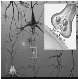 Alternatywne terapie AD Ginkgo Biloba -Mechanizm działania Ginkgo biloba wynika z jego funkcji neuroprotekcyjnych, antyoksydacyjnych, stabilizatora błony komórkowej i inhibitora czynnika płytkowego.