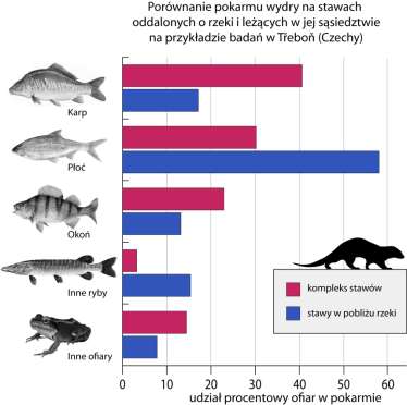 Karp w diecie wydr Udział karpia w diecie wydr na stawach rybnych