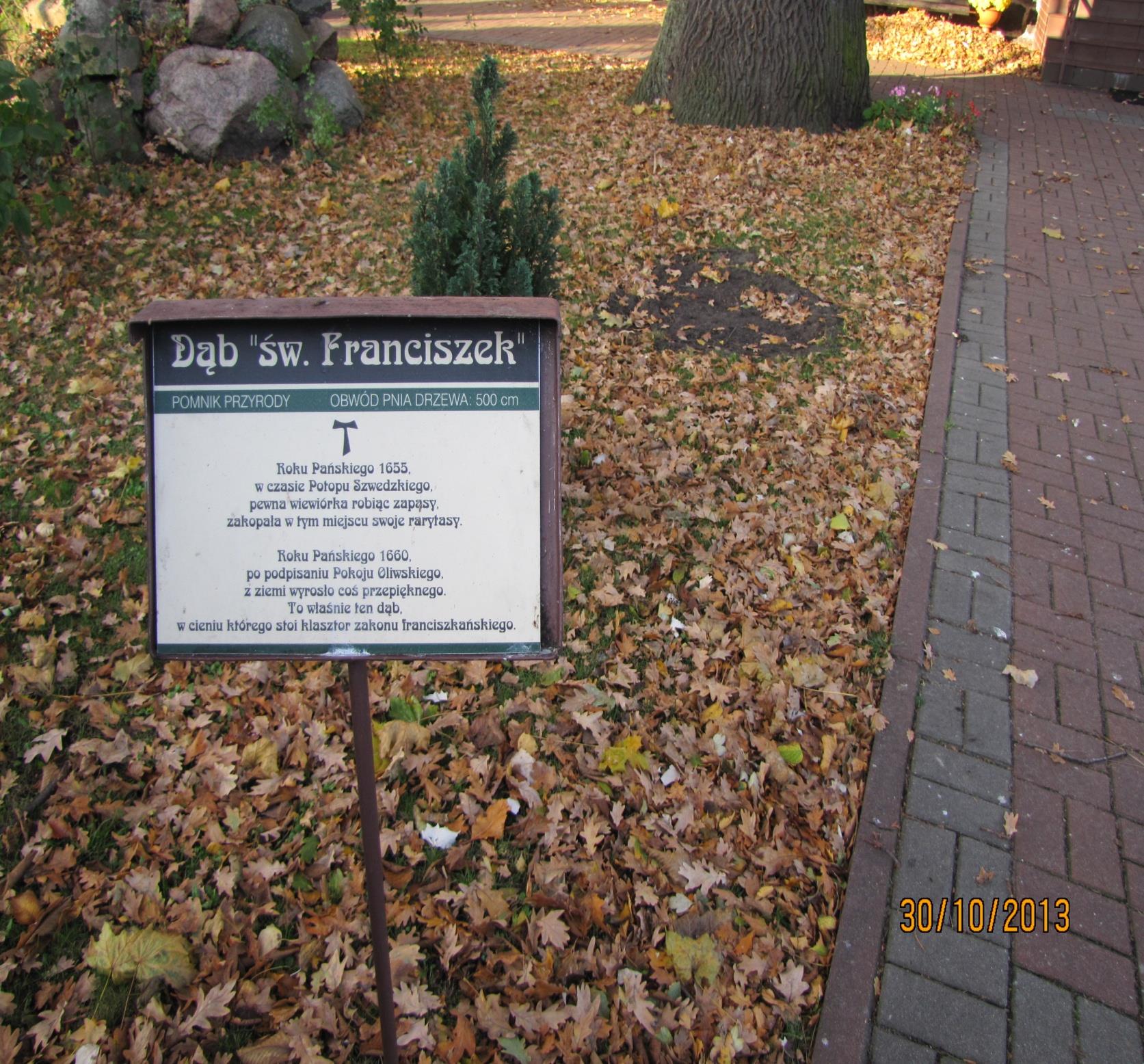 Imię dębu-,, Święty Franciszek nie jest przypadkowe, nawiązuje do założyciela zakonu- Świętego Franciszka z Asyżu.