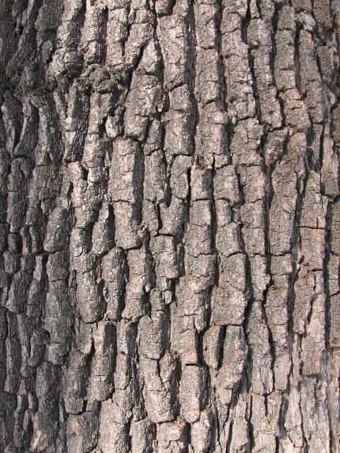 Kora Młode drzewo ma korę gładką, błyszczącą, brązowawą lub