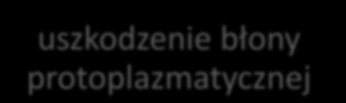 hamowanie syntezy ściany komórkowej hamowanie biosyntezy białek hamowanie syntezy kwasów nukleinowych hamowanie szlaków metabolicznych uszkodzenie błony protoplazmatycznej β-laktamy i glikopeptydy