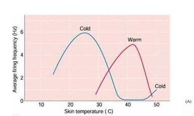 temperatury ciała, a ciepła wyższej; receptory zimna są pobudzone w zakresie 12-35 C zaś ciepła