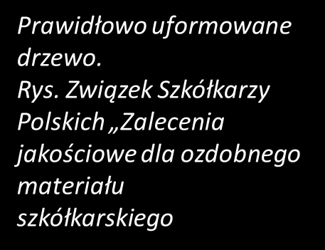 forma naturalna forma pienna Źródło: Aleje podręcznik użytkownika.