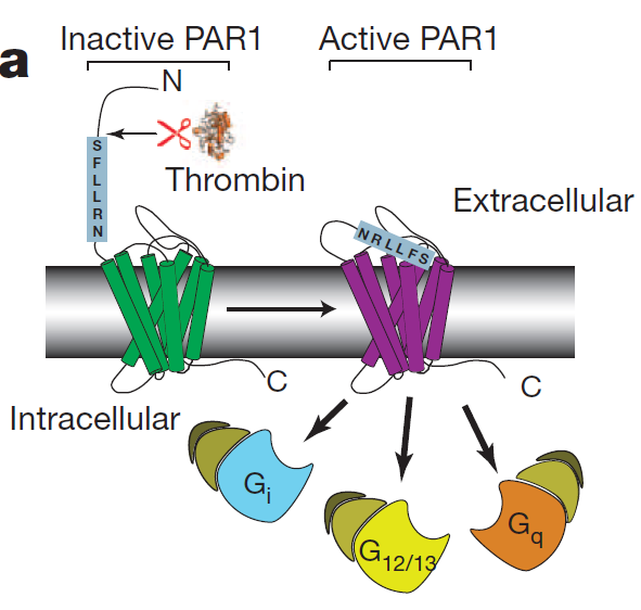 Sygnalizacja receptorów GPCR Protease