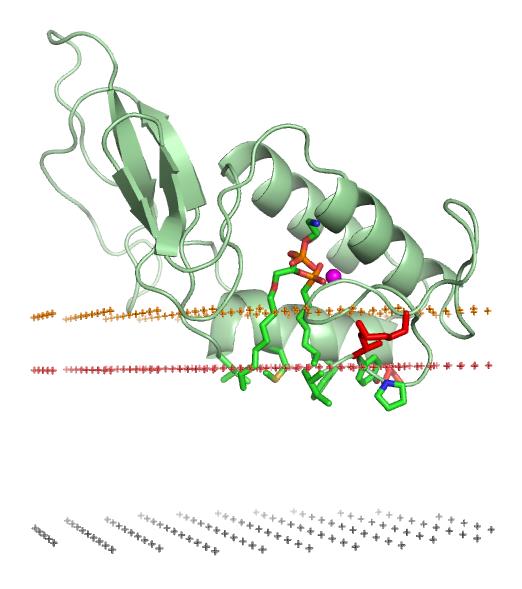 Fosfolipaza A 2 dostarcza substratu dla COX Wycinanie AA (substrat COX-1) z błony komórkowej