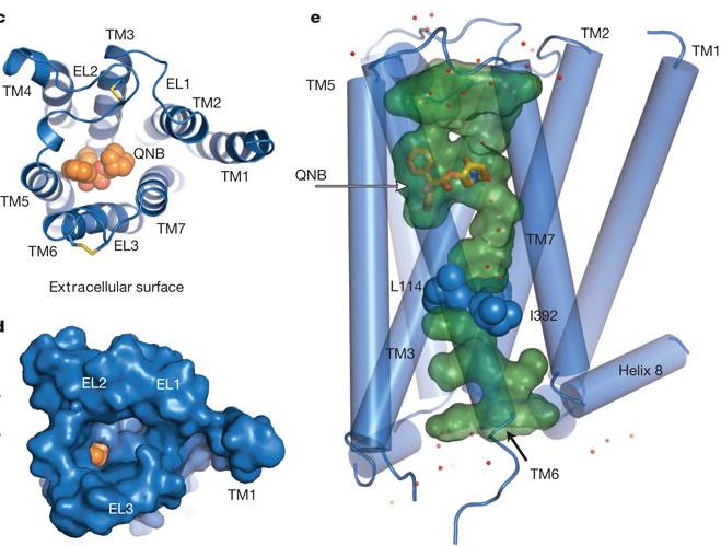 Dwa rodzaje receptorów acetylocholinowych Receptor muskarynowy (GPCR)