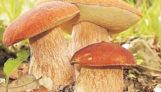 8 PROMOCJA Twój Puls Tygodnia ZAGRO ANIE PO AROWE Wiadomo, e wysoka temperatura ma zdecydowanie negatywny wp³yw na œrodowisko naturalne. le znosz¹ np.