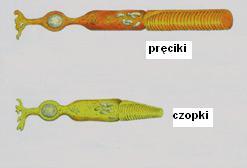 PRĘCIKI odpowiedzialne za widzenie nocne (skotopowe; przy poziomie oświetlenia poniżej 0,01 lx); jest ich około 120 mln na