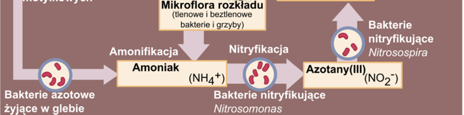 azotu, jednego z