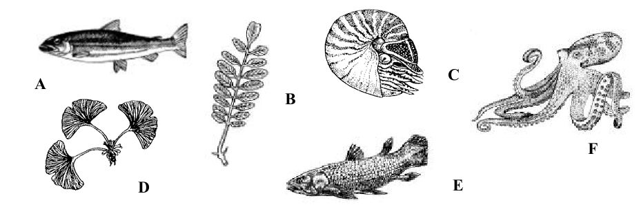 b) Spośród przedstawionych na rysunkach organizmów wybierz i zaznacz tylko te, które są przykładami reliktów.