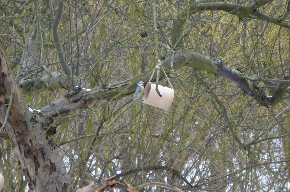 Dokarmianie ptaków zimą czy i czym karmić ptaki? Zima to trudny czas dla ptaków w ogrodzie. Trudno znaleźć im cokolwiek do jedzenia, gdyż wszystko zasypał śnieg.