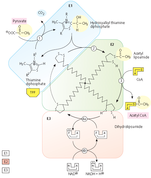 KOMPLEKS DEHYDROGENAZY PIROGRONIANOWEJ PIROGRONIAN Hydroksyalkilodifosfotiamina Acetylolipoamid Difosfotiamina Acetylo-CoA