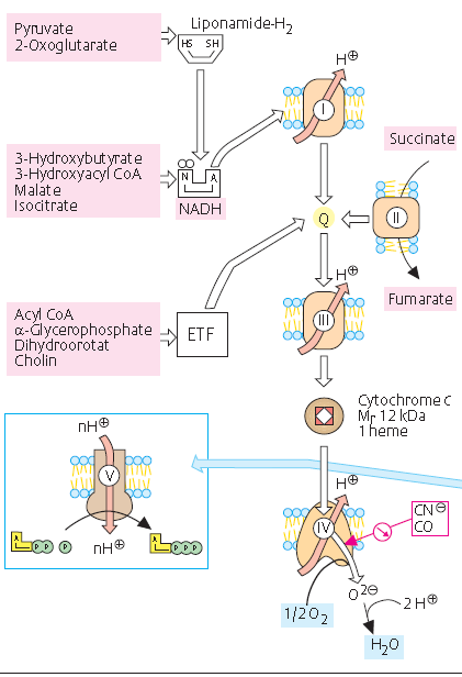 Pirogronian -Ketoglutaran Lipoamid-H2 Składniki łańcucha oddechowego: 3-Hydroksymaślan 3-Hydroksyacylo-CoA Jabłczan Izocytrynian Bursztynian I.