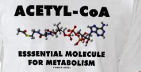 Acetylo-CoA produkt oksydacyjnej dekarboksylacji pirogronianu (glikoliza),