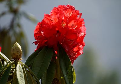 Dzień 6 Machhermo 4470m Trasa prowadzi przez las, który wiosną kwitnie rododendronami, mijamy wodospady.