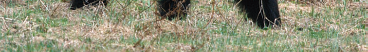 Wilk Canis lupus Linnaeus, 1758 *Nied wied brunatny Ursus arctos Fot. 1. Nied wied brunatny Ursus arctos ( F. Zi ba) I. INFORMACJA O GATUNKU 1.