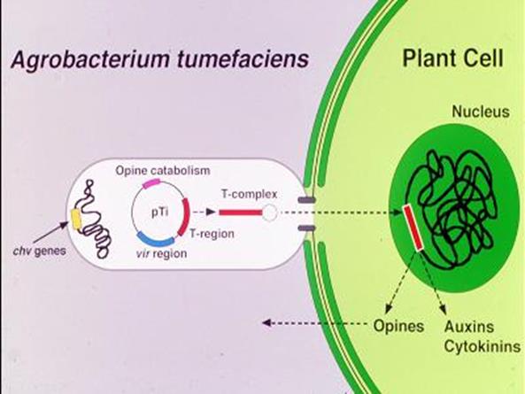 Proces transgenezy z wykorzystaniem Agrobacterium : - Wprowadzenie odpowiedniego fragmentu DNA do wektora binarnego, - Transformacja komórek bakteryjnych oraz namnożenie odpowiedniej ilości