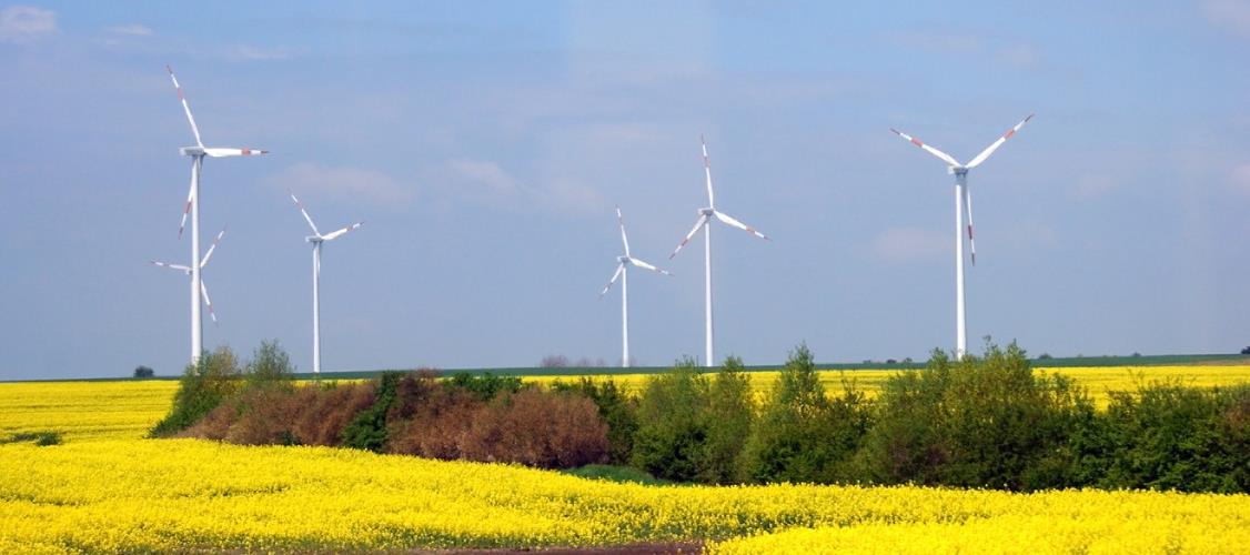 Wpływ na owady zapylające Elektrownie wiatrowe, które obecnie są montowane to urządzenia, których praca łopat odbywa się na wysokości ponad 50 metrów nad ziemią.