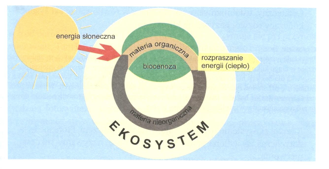 Energia w ekosystemie przepływa w układzie otwartym,