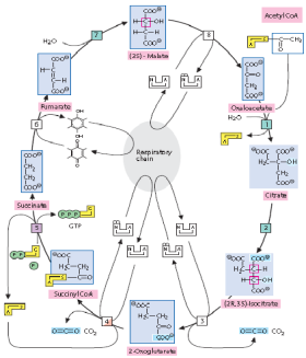 Syntetaza bursztynylo-coa 6. Dehydrogenaza bursztynianowa 7. Hydrataza fumaranowa 8.