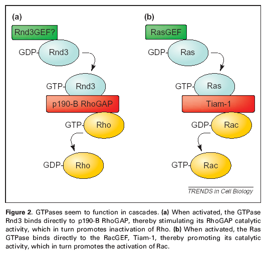 Regulacja poprzez oddziaływanie z białkami -aktywność p190-b RhoGAP jest stymulowana oddziaływaniem z Rnd3 kaskadowe oddziaływanie GTPaz