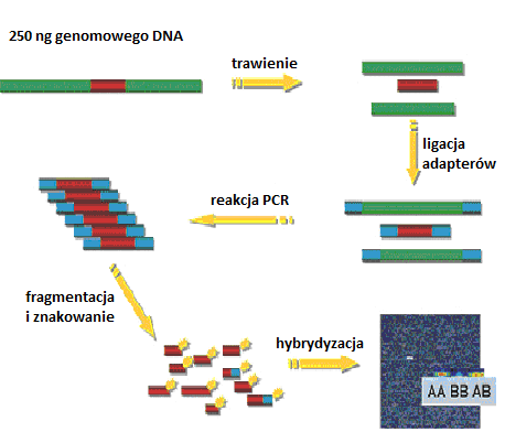 takich aberracji chromosomowych, które nie wiążą się z utratą lub nadmiarem materiału genetycznego.