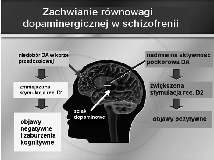 Czynniki etiologiczne w schizofrenii koncepcje biologiczne Czynniki genetyczne Dziedziczenie poligenowe lub gen o niepełnej penetracji, najczęściej opisywane geny na chromosomach: 6, 8, 12, 13, 22,