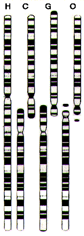 A) B) Ryc. 3.3.3 A) Chromosom 2 człowieka i jego analogi u małp naczelnych (Williams, 2005). B) Wzór prążków ukazuje jak podobne są chromosomy naczelnych.